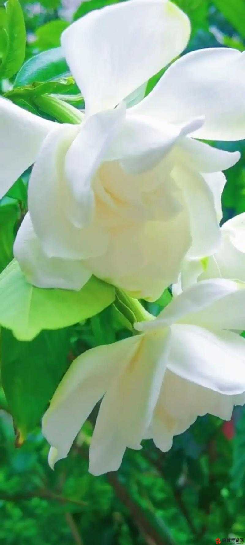 栀子花开2015合成攻略