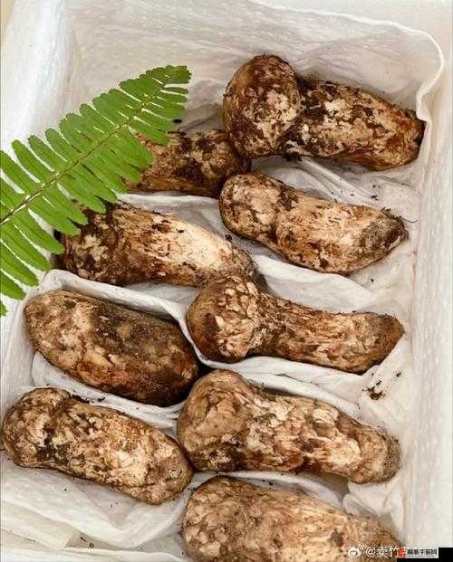 吃货福音：探寻松茸宝藏——吃货大食堂松茸获取攻略指南