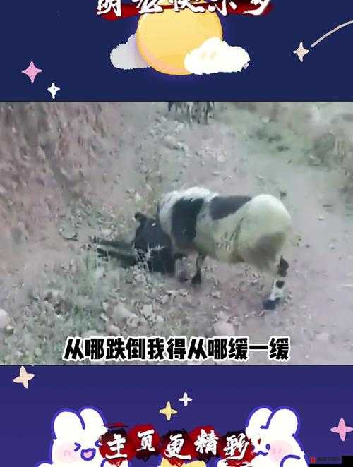 黑羊不愿面对成就怎么做？黑羊不愿面对成就攻略