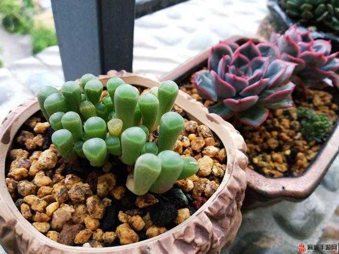 可以进你的后花园吗：一个神秘的请求