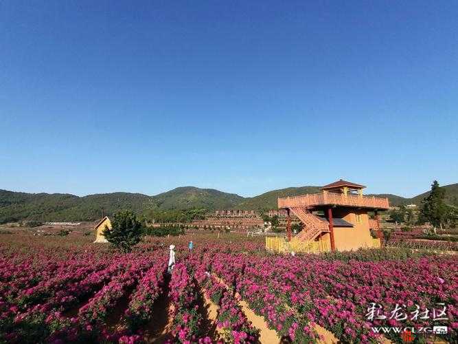 无人区玫瑰 Jeanmiss：独特的芬芳之旅