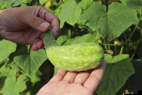 色多多丝瓜草莓秋葵小猪芭乐茄子：丰富蔬果的奇妙世界