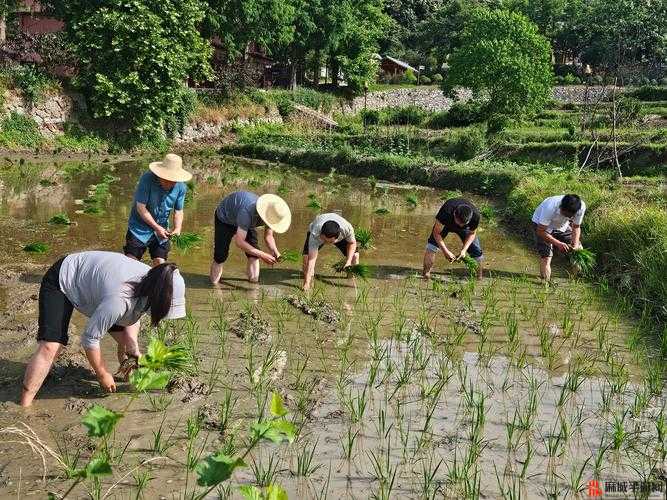 儿子耕了母亲荒废的田：乡村里的亲情与土地