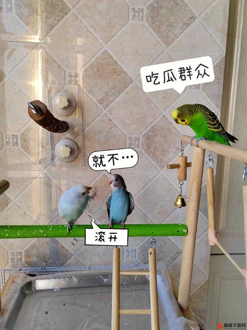 吃瓜不打烊：吃瓜不停歇 精彩永在线