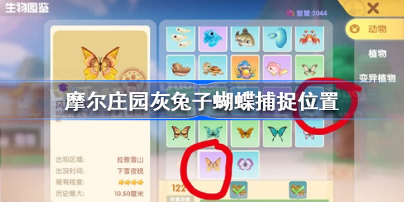 摩尔庄园灰兔子蝴蝶在哪-摩尔庄园灰兔子蝴蝶捕捉位置
