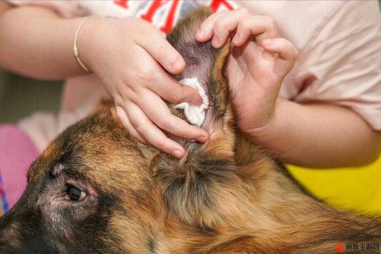 狗狗的东西又硬又烫又臭：这是怎么回事