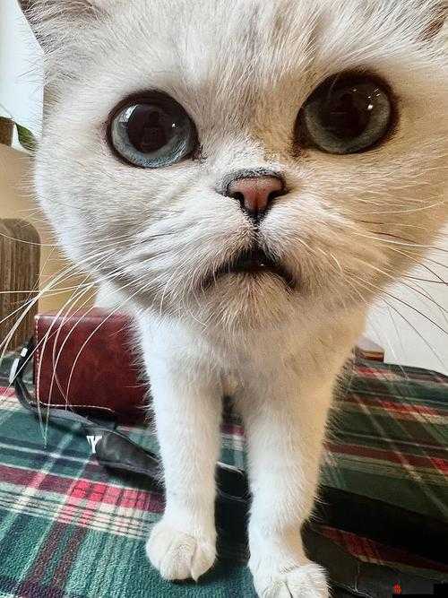 猫咪社区 WWW 在线资源解锁版再次免费开放啦
