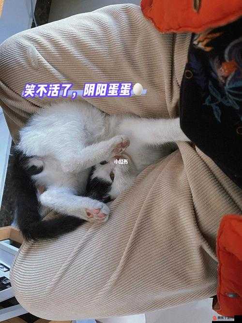 蛋蛋立了长什么样子呢：引发众人好奇的未知模样