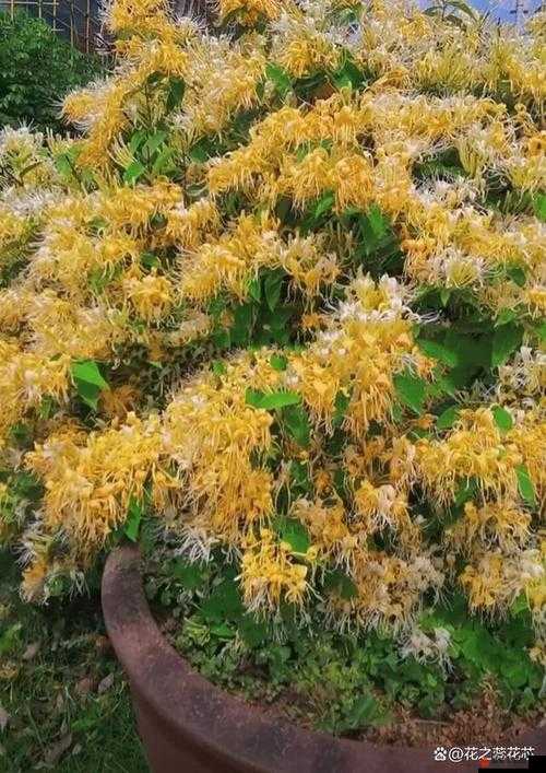 极致沉迷TXL金银花：探索其背后的独特魅力与深层意义