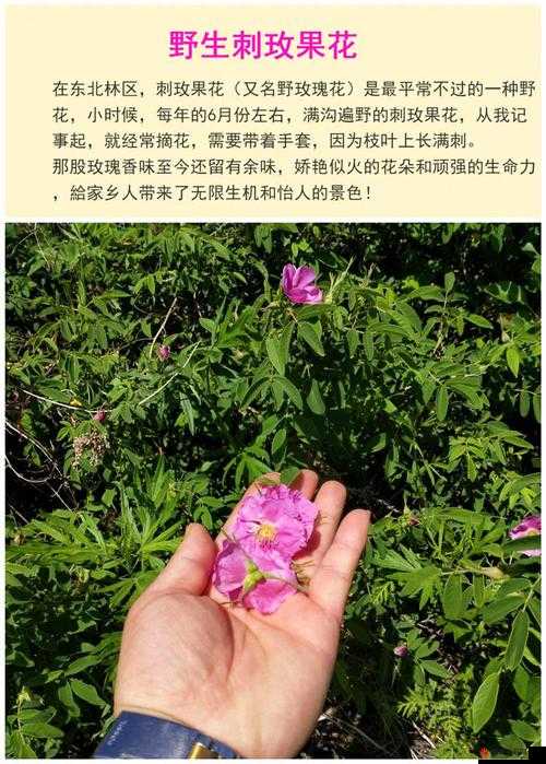 国产精品摘花——展现独特魅力与精湛工艺