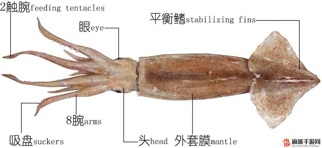 BY19777 鱿鱼官网为何更换：解析其背后的原因