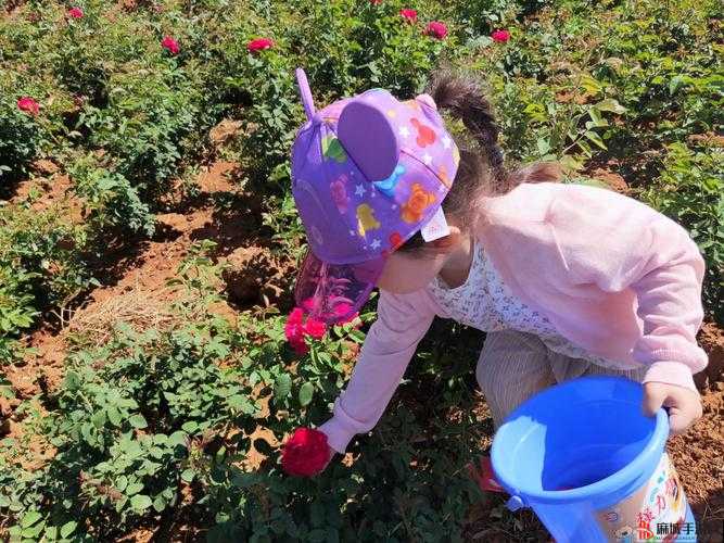 深入探寻花香之源，揭秘大多数卖花者聚集地的花卉产业生态链